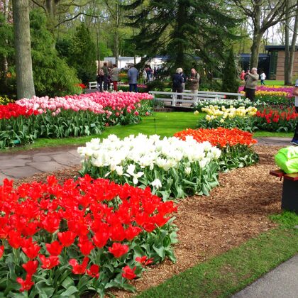 Keukenhof tulip garden, Lisse the Netherlands